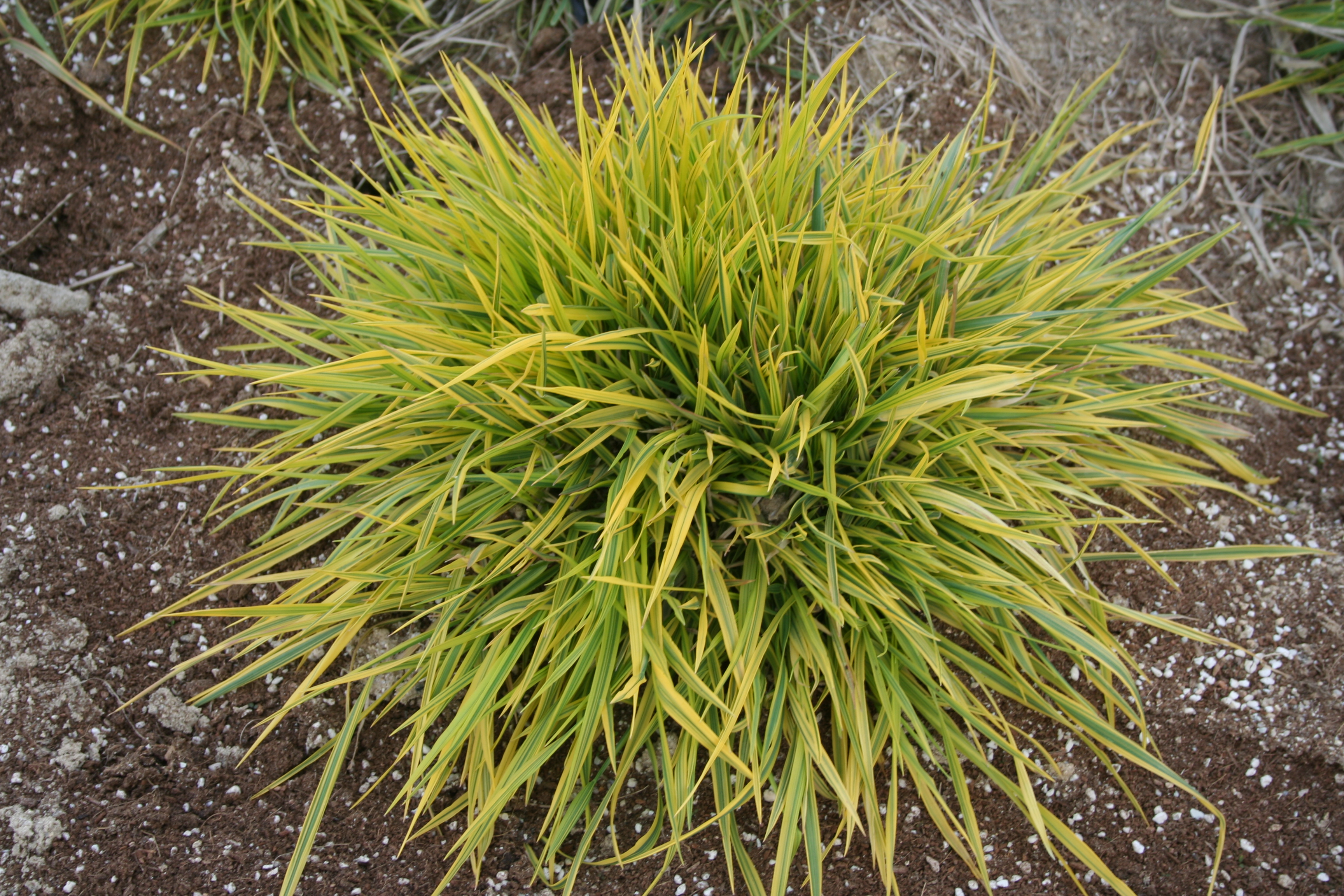 Alopecurus pratensis 'Variegatus'